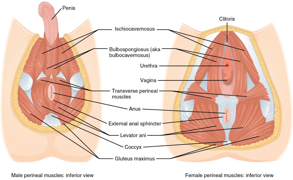 Anatomical illustrations of the male perineum (left) and female perineum (right) as one of the 5 erogenous zones to make him melt.